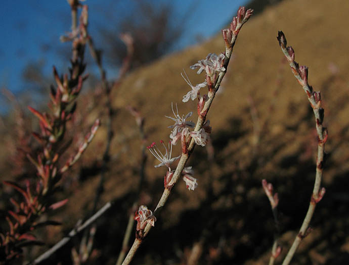 Detailed Picture 3 of Eriogonum wrightii var. membranaceum