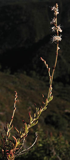 Detailed Picture 4 of Eriogonum wrightii var. membranaceum