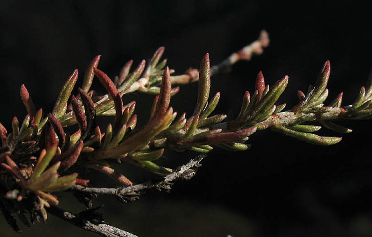 Detailed Picture 5 of Eriogonum wrightii var. membranaceum