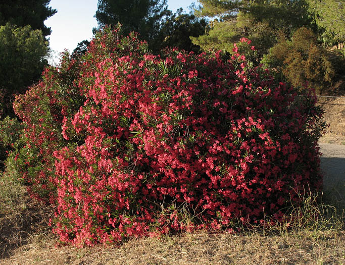 Detailed Picture 7 of Nerium oleander