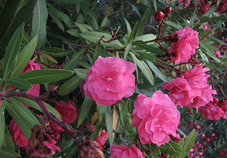 Detailed Picture 4 of Nerium oleander