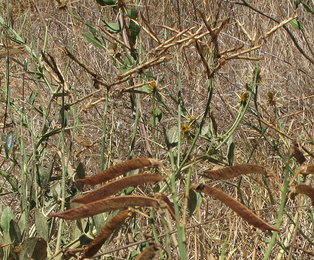 Detailed Picture 7 of Lathyrus latifolius