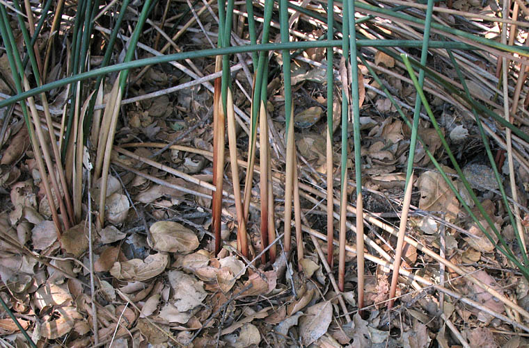 Detailed Picture 5 of Juncus textilis