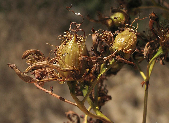 Detailed Picture 7 of Hypericum canariense