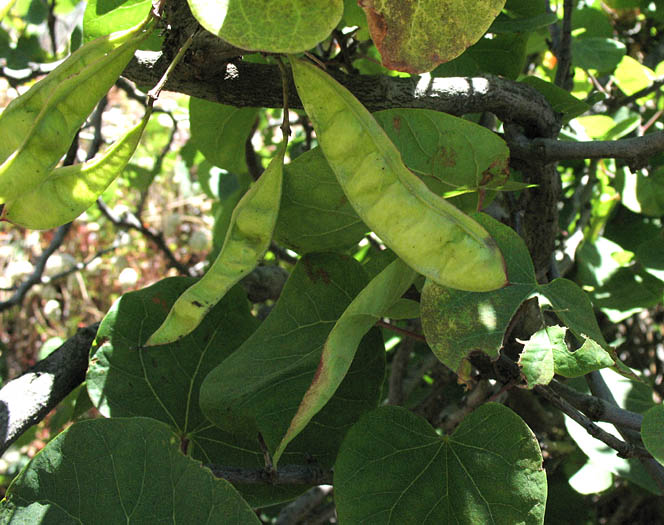 Detailed Picture 7 of Cercis occidentalis