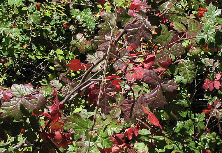 Detailed Picture 4 of Rhus aromatica