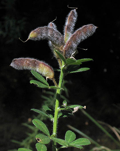 Detailed Picture 6 of Genista monspessulana