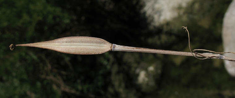 Detailed Picture 6 of Calochortus clavatus var. gracilis