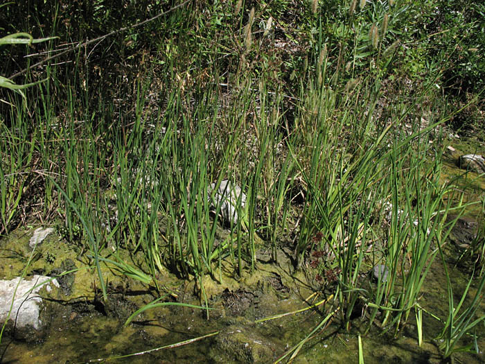 Detailed Picture 4 of Juncus phaeocephalus var. paniculatus