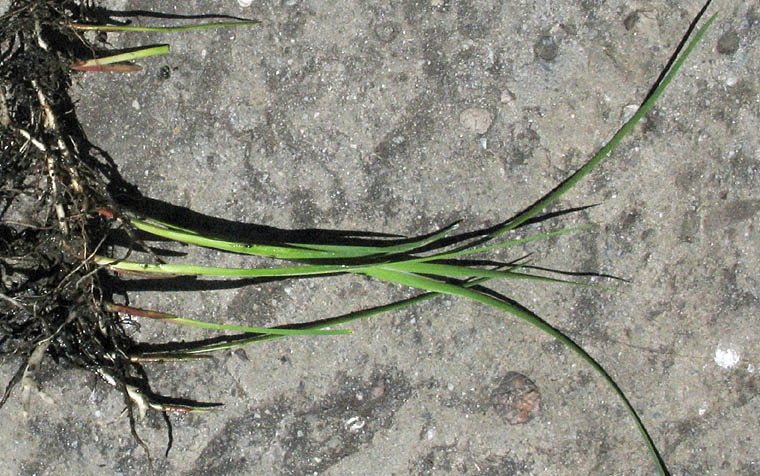 Detailed Picture 6 of Juncus phaeocephalus var. paniculatus