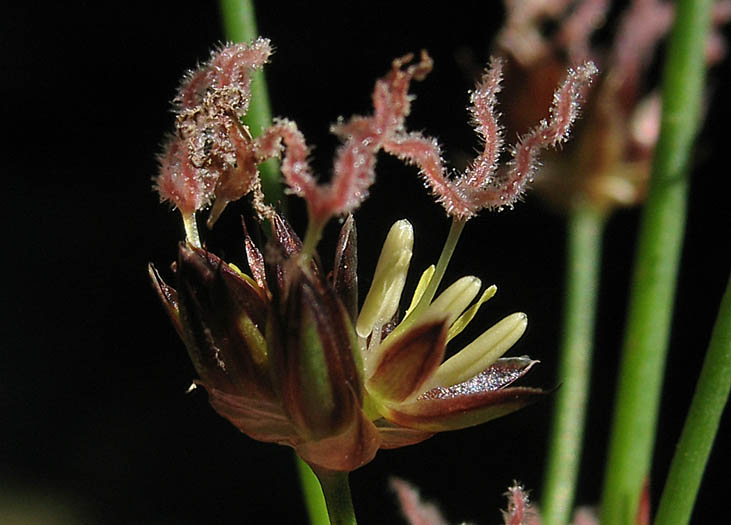 Detailed Picture 1 of Juncus phaeocephalus var. paniculatus