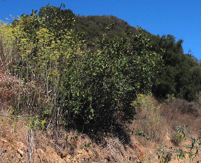 Detailed Picture 6 of Cercis occidentalis