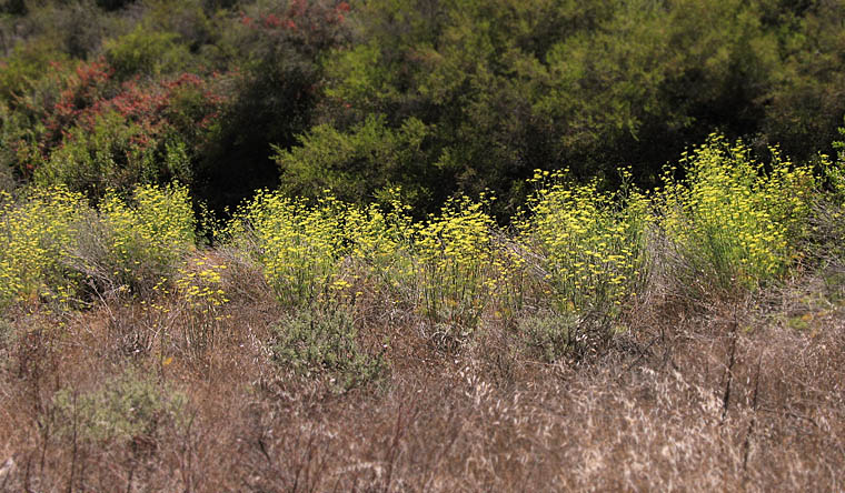 Detailed Picture 9 of Foeniculum vulgare