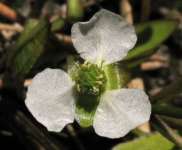 Detailed Picture 2 of Alisma triviale