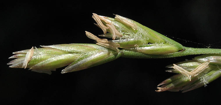 Detailed Picture 5 of Festuca perennis