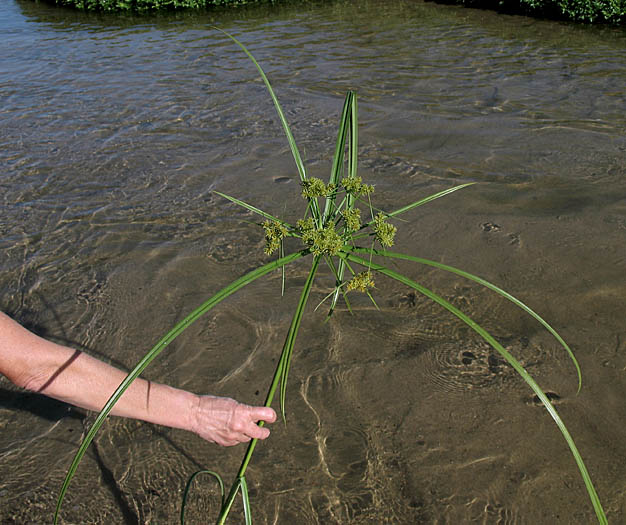 Detailed Picture 4 of Cyperus odoratus