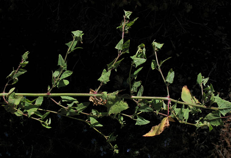 Detailed Picture 4 of Atriplex prostrata