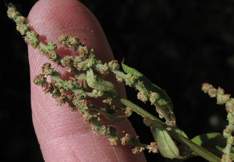 Detailed Picture 2 of Atriplex prostrata