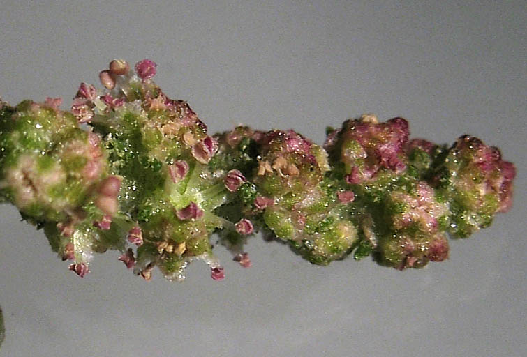 Detailed Picture 1 of Atriplex prostrata