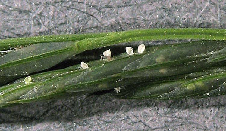 Detailed Picture 3 of Leptochloa fusca ssp. fascicularis