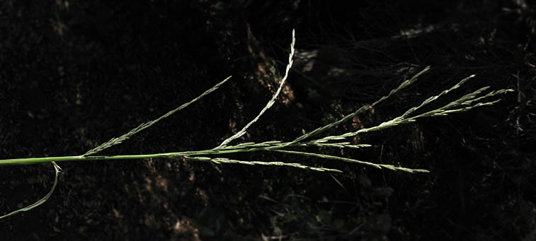 Detailed Picture 1 of Leptochloa fusca ssp. fascicularis