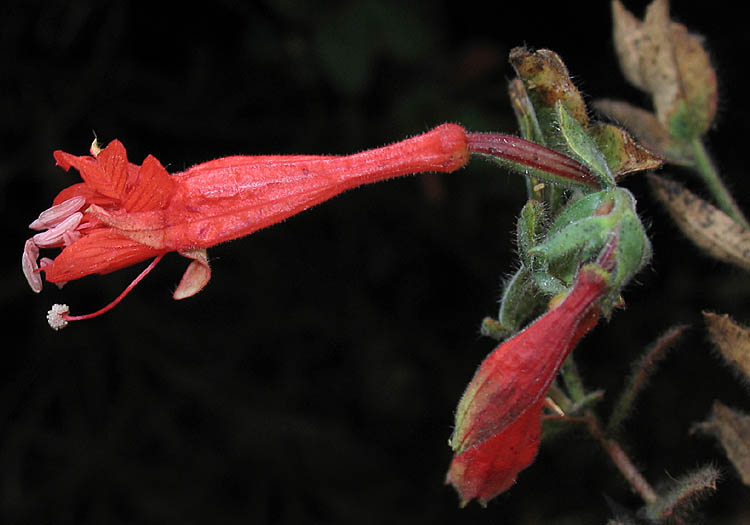 Detailed Picture 1 of Epilobium canum ssp. latifolium