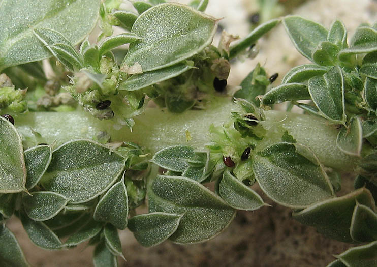 Detailed Picture 5 of Amaranthus californicus