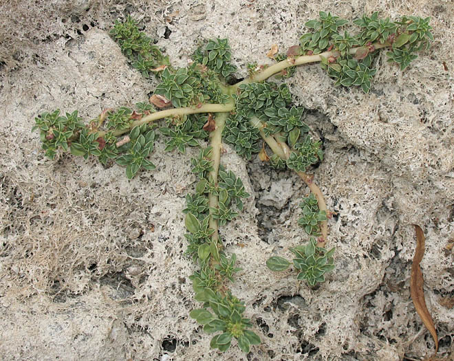 Detailed Picture 4 of Amaranthus californicus