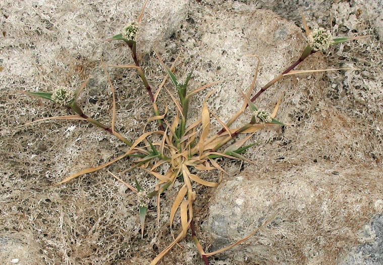 Detailed Picture 3 of Crypsis schoenoides