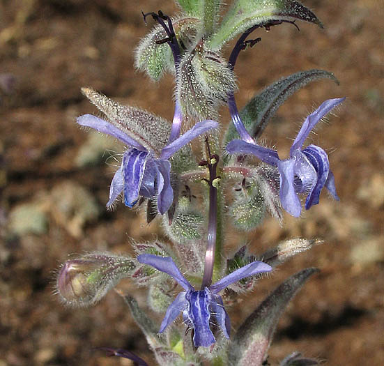 Detailed Picture 3 of Trichostema lanceolatum