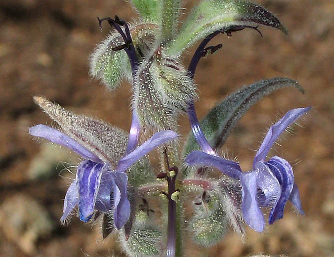 Detailed Picture 2 of Trichostema lanceolatum