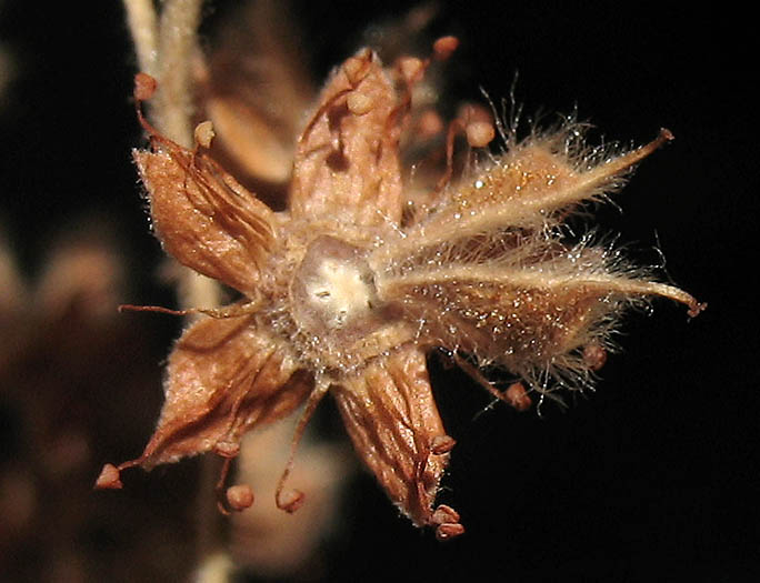 Detailed Picture 6 of Holodiscus discolor var. discolor