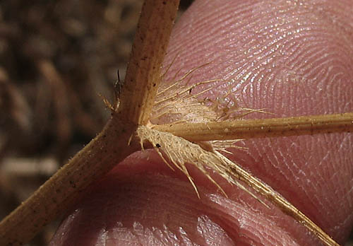 Detailed Picture 6 of Trifolium obtusiflorum