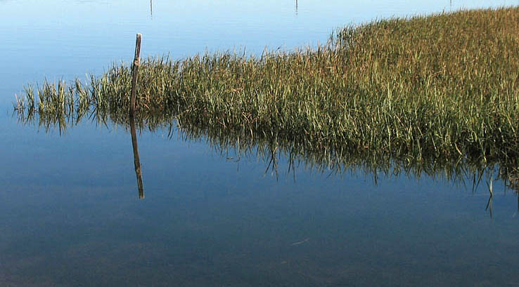 Detailed Picture 6 of Spartina foliosa