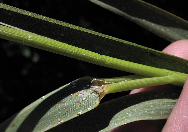 Detailed Picture 4 of Spartina foliosa