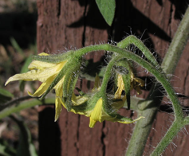 Detailed Picture 4 of Lycopersicon esculentum