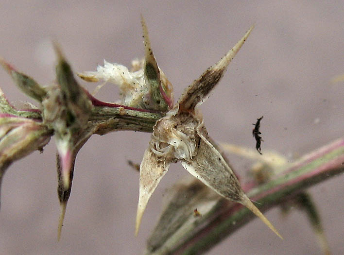 Detailed Picture 6 of Salsola tragus