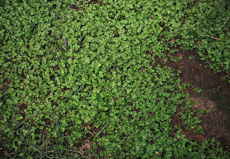 Detailed Picture 6 of Soleirolia soleirolii