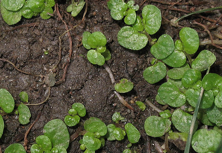 Detailed Picture 4 of Soleirolia soleirolii