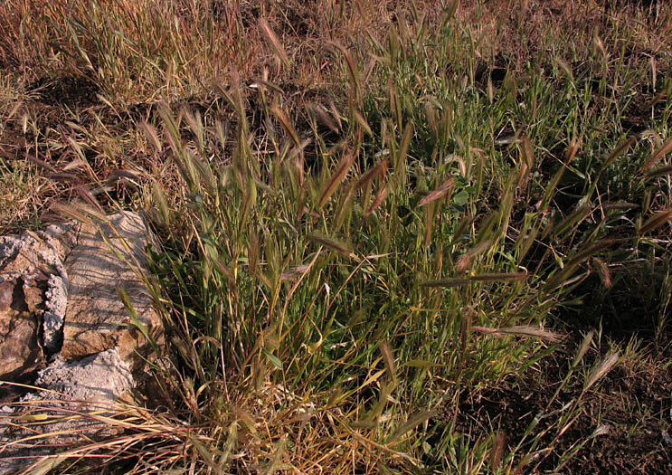 Detailed Picture 7 of Hordeum murinum