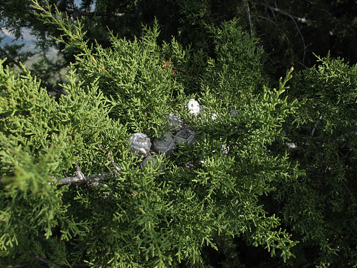 Detailed Picture 5 of Hesperocyparis forbesii