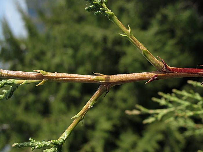 Detailed Picture 8 of Hesperocyparis forbesii