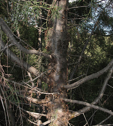 Detailed Picture 9 of Hesperocyparis forbesii