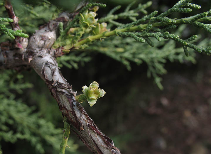 Detailed Picture 2 of Hesperocyparis forbesii