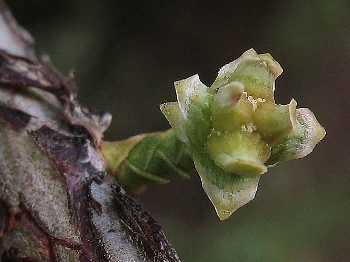 Detailed Picture 1 of Hesperocyparis forbesii