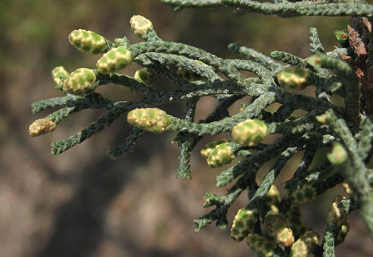 Detailed Picture 3 of Hesperocyparis nevadensis