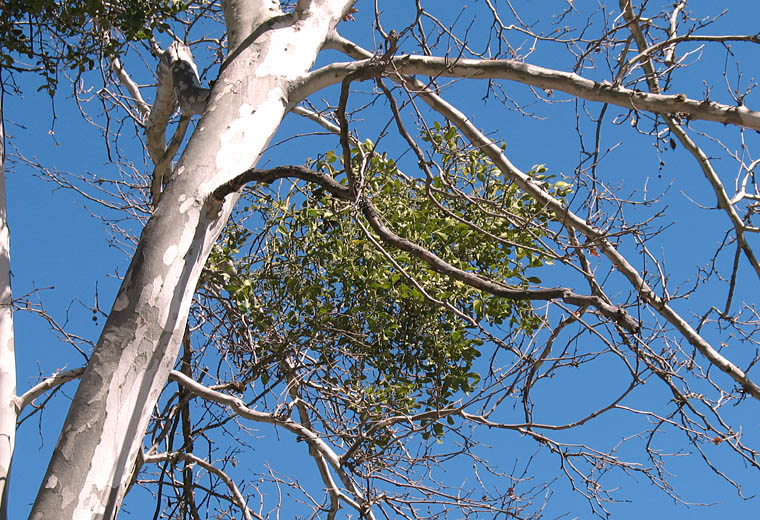 Detailed Picture 9 of Phoradendron leucarpum ssp. macrophyllum