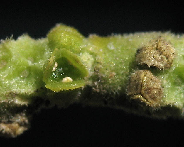 Detailed Picture 2 of Phoradendron leucarpum ssp. macrophyllum