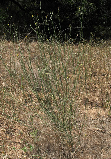 Detailed Picture 7 of Chondrilla juncea