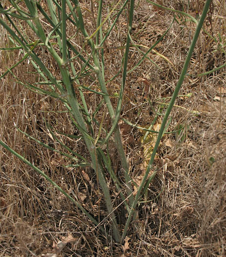 Detailed Picture 6 of Chondrilla juncea